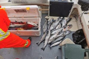 Stingray Fishing Charters Prince Rupert - Fish Picture Salmon 6